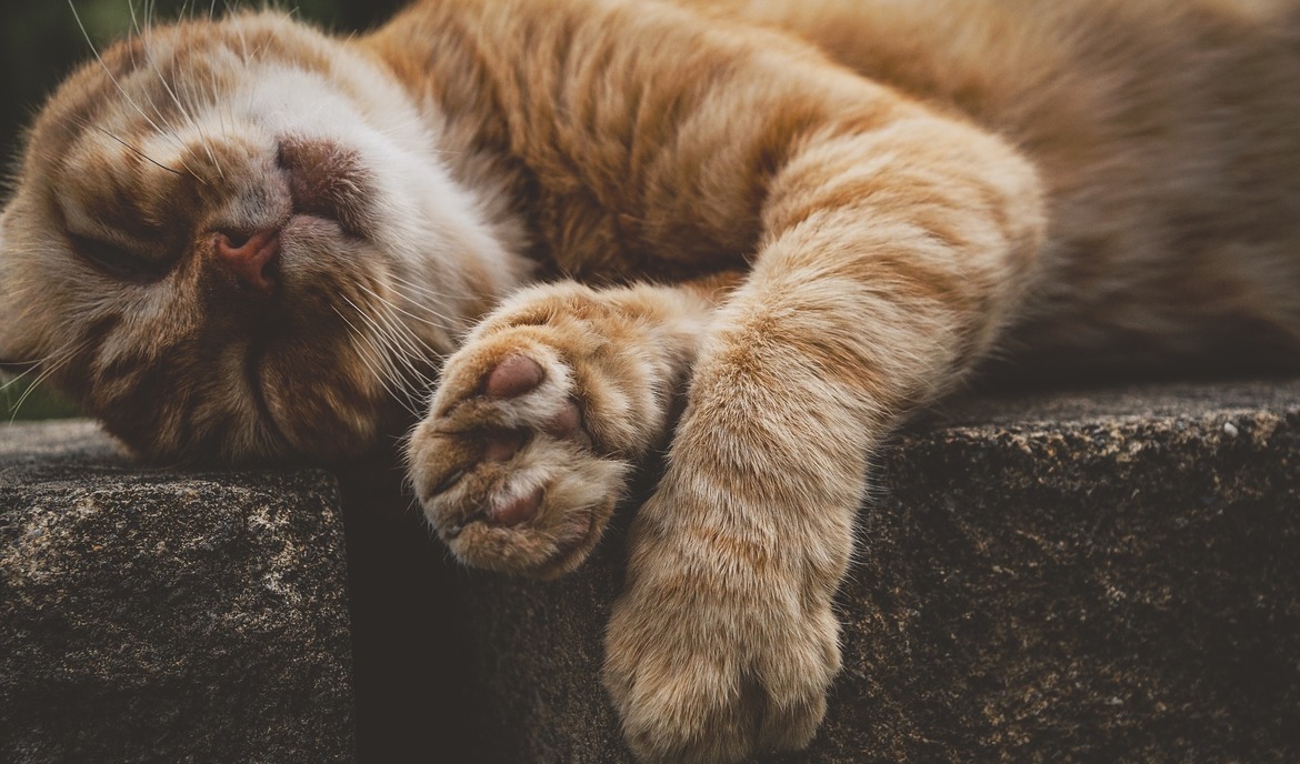 Vómitos de gato: causas y tratamiento